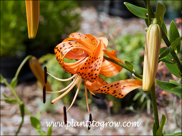 The flower has strongly recuving tepals.